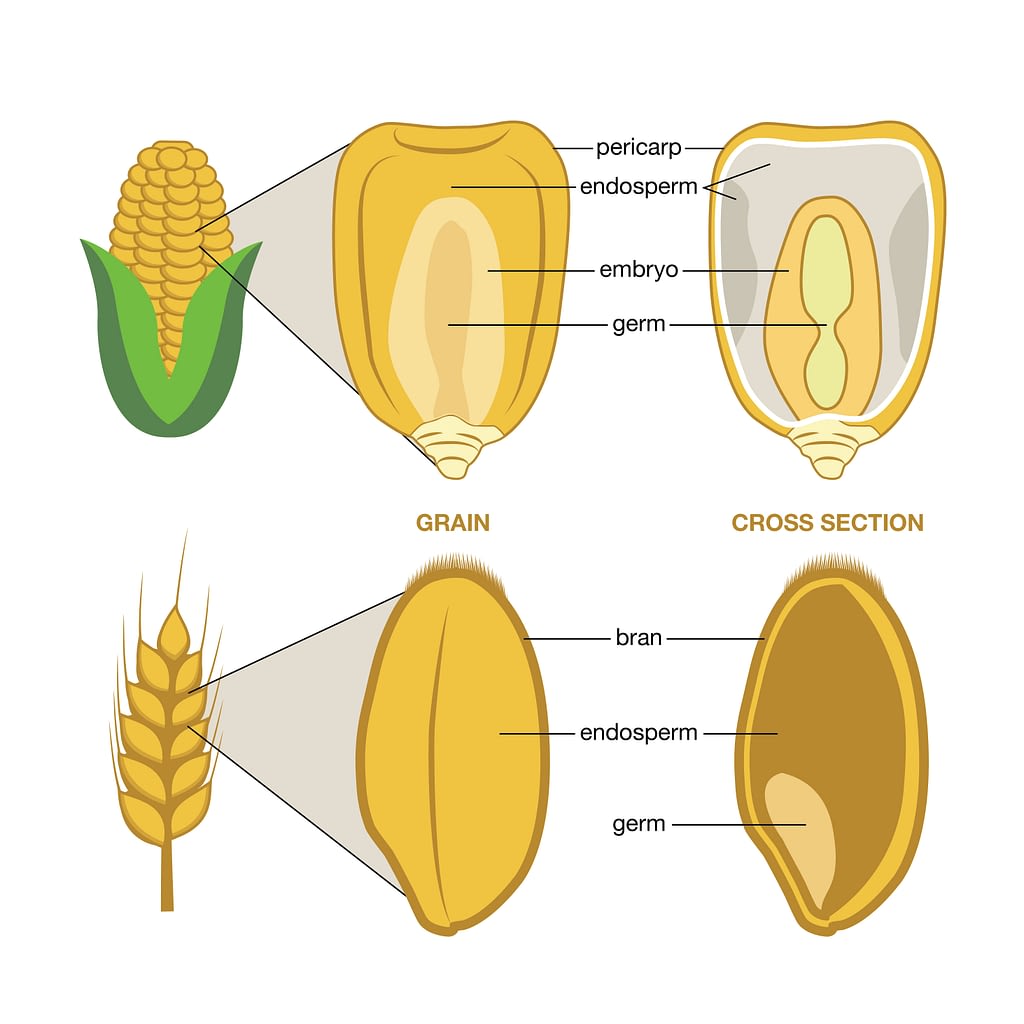 international-whole-grain-day-2020-cimmyt