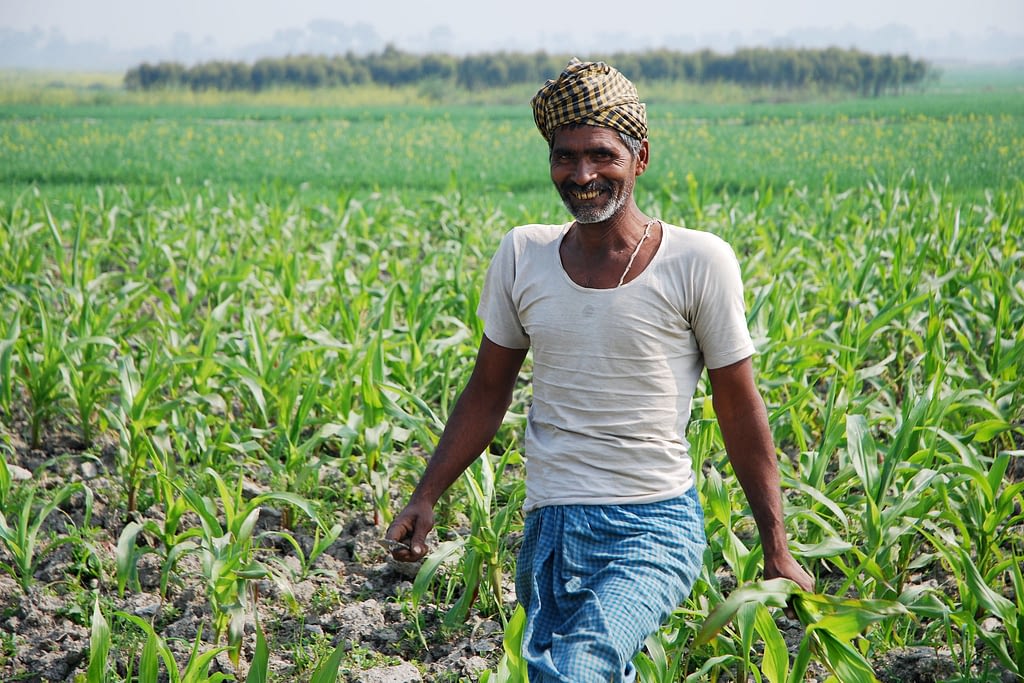A farmer works in a maize field close to the Pusa site of the Borlaug Institute for South Asia (BISA), in the Indian state of Bihar. (Photo: M. DeFreese/CIMMYT)