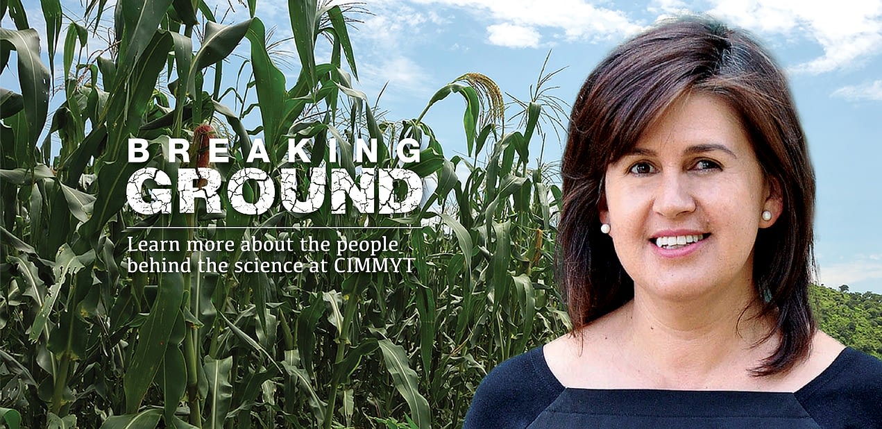 Background image for CIMMYT