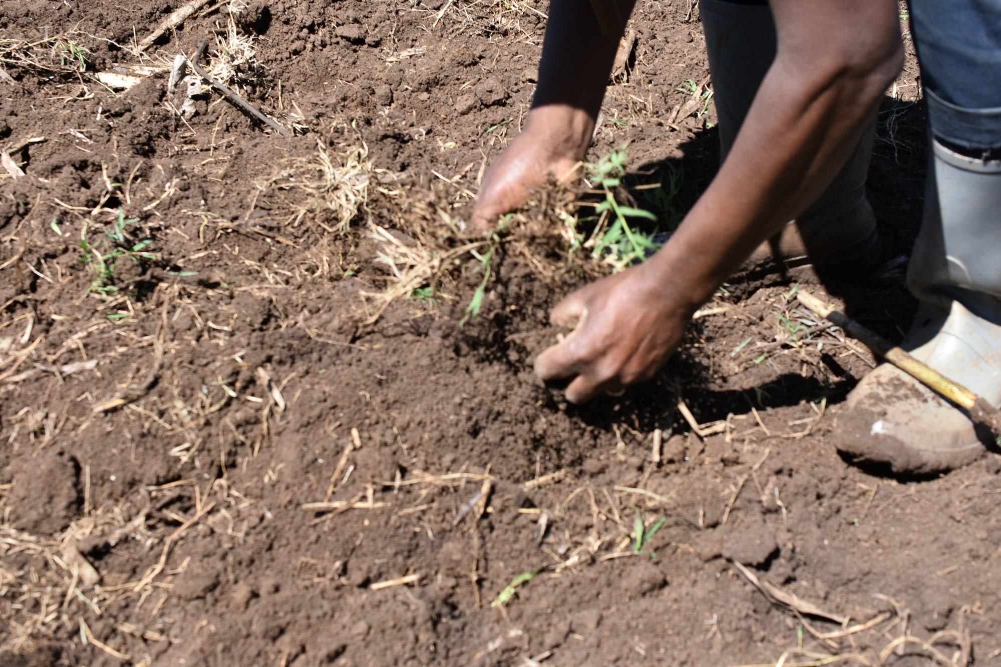 african-plant-nutrition-institute-apni-cimmyt