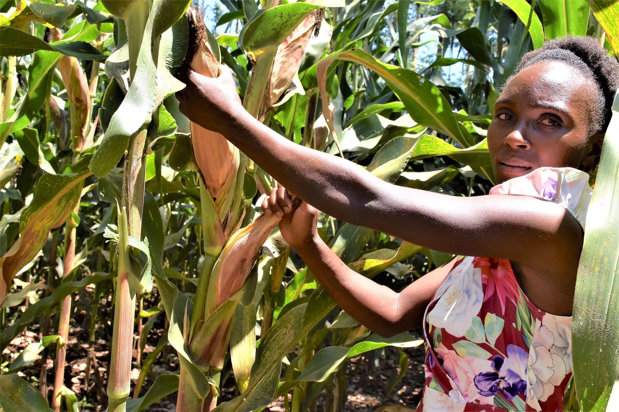 nancy wawira stands among ripening maize cobs of high yielding