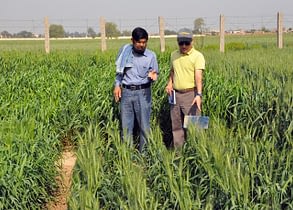 Wheat breeder and WRI director Javed Ahmad (left) discusses performance of the new varieties with a colleague. (Photo: Muhammad Shahbaz Rafiq)