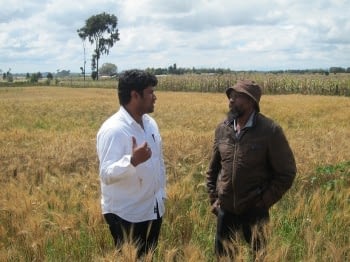 Wheat Farmers In Kenya Battle New Race Of Stem Rust Disease Cimmyt