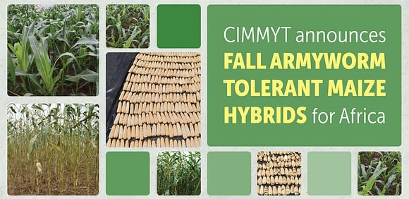 A collage of maize images accompanies a CIMMYT announcement about fall armyworm-tolerant maize hybrids for Africa.