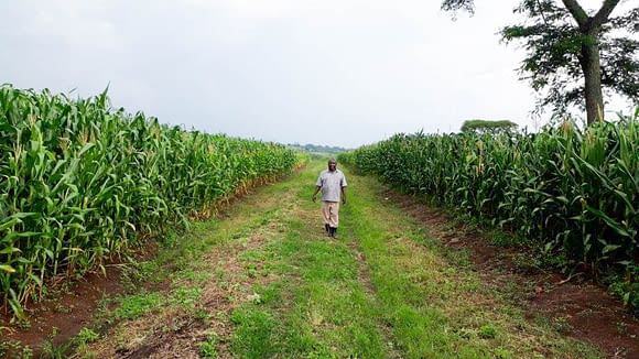 A FICA employee walks through a seed production field growing hybrid maize variety WE2114 in Masindi, Uganda. (Photo: Joshua Masinde/CIMMYT)
