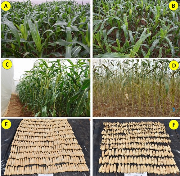 Figure 1. Responses of CIMMYT-derived fall armyworm tolerant hybrids versus susceptible commercial checks at the vegetative stage (A & B) and at reproductive stage (C & D), respectively, after fall armyworm artificial infestation under “no choice” trial in screenhouses at Kiboko, Kenya. Note the difference in the harvest of a FAWTH hybrid (E) versus one of the commercial susceptible hybrid checks (F), besides the extent of damage caused by fall armyworm to the ears of the susceptible check (visible as blackish spots with no grains in the ears). 