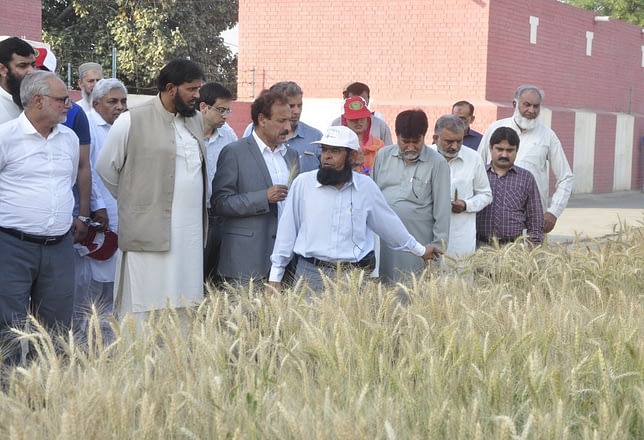 Wheat breeder and WRI director Javed Ahmad (center, wearing a white cap) explains the performance of a new variety and its positive traits to visitors. (Photo: Muhammad Shahbaz Rafiq)