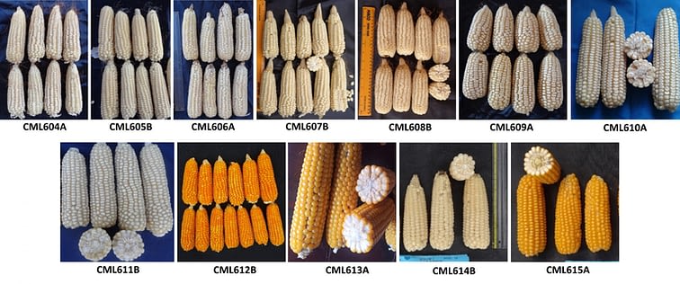 Maize ears of the newly released set of CIMMYT maize lines. (Photo: CIMMYT)