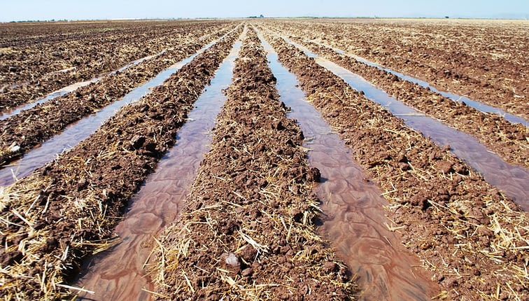 Irrigated fields under conservation agriculture practices at CIMMYT's experiment station near Ciudad Obregón, Sonora, northern Mexico. Permanent raised beds improve soil structure and require less water than conventional tillage and planting. (Photo: CIMMYT)