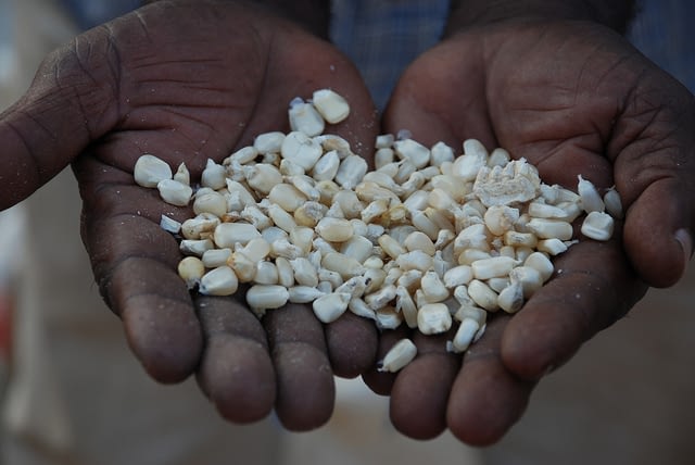 A handful of improved maize seed from the drought-tolerant variety TAN 250, developed and registered for sale in Tanzania through CIMMYT's Drought Tolerant Maize for Africa (DTMA) project. (Photo: Anne Wangalachi/CIMMYT)
