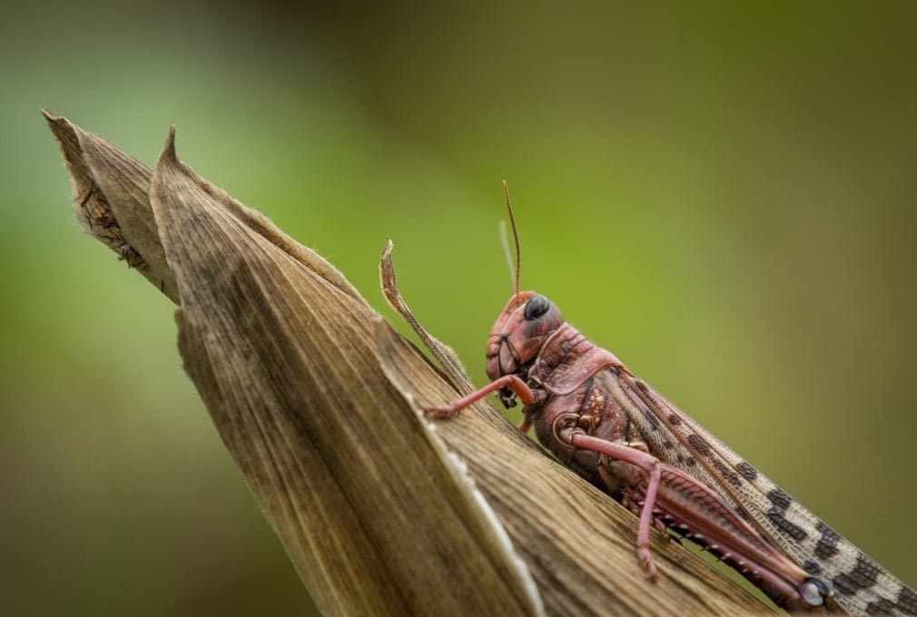 Spraying locusts before they can fly key for effective control CIMMYT