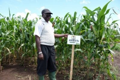 cimmyt maize profitable tanzanian rises h12 mbozi tanzania